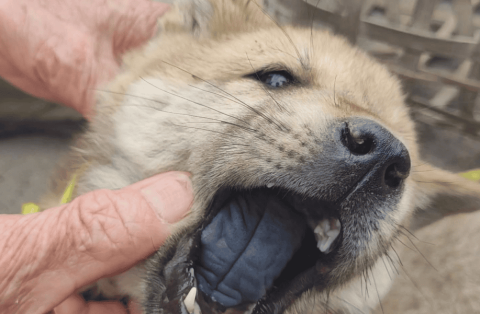 What breed of yellow dog has black tongue?