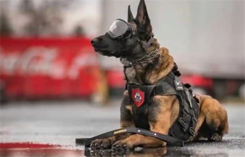 Touching story of military dog ​​saving lives