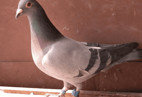 After reading this article, you will become a pigeon racing master!