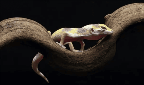 The spiritual bond between geckos and their owners: Can they really recognize you after being raised for a long time?