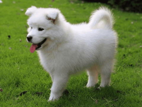 A dog with yellow body and white legs