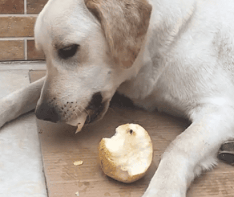 Can dogs eat pears?