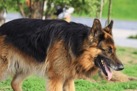 Advantages and disadvantages of black-backed dogs