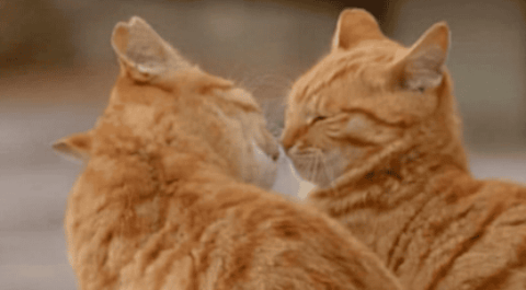 All you need to know about cats during their menstrual period