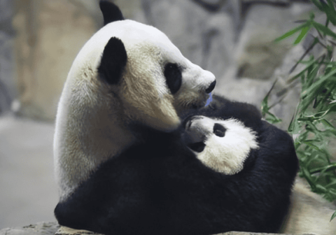 The survival ability of giant pandas is actually very weak! It’s hard to have a baby and it’s hard to eat, so why haven’t they become extinct?