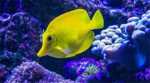 How to breed saltwater yellow foxfish