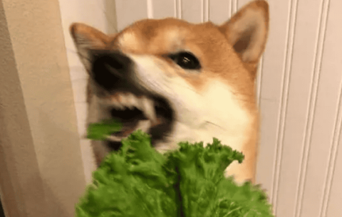 Can dogs eat lettuce?