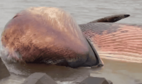 A dead whale appears on the beach in Shantou, Guangdong: staff have arrived at the scene to deal with it and may make it into a specimen in the future.