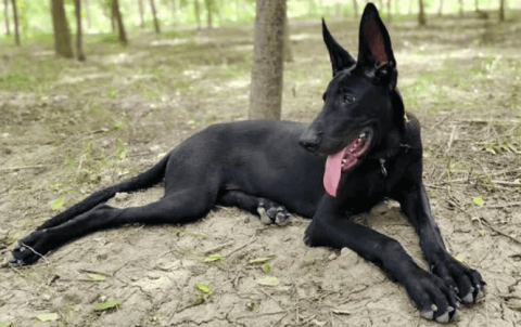 Characteristic pictures of black wolfdog tail