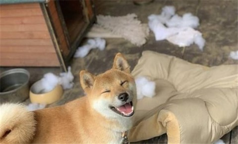 Is Kishu Inu Shiba Inu?