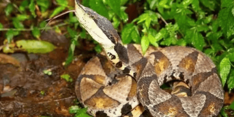 What kind of snake is the five-step snake in folklore? How toxic is it?