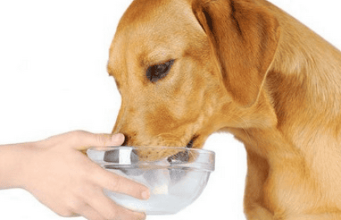 Can dogs drink soy milk?