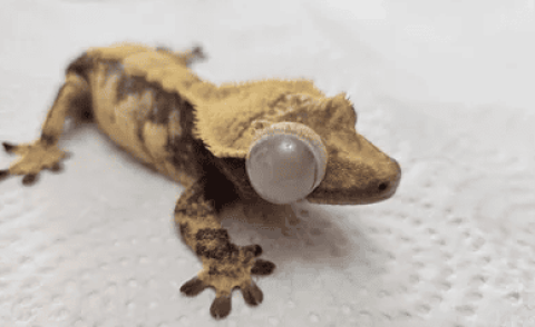 The ciliary gecko's eye swelled into a 