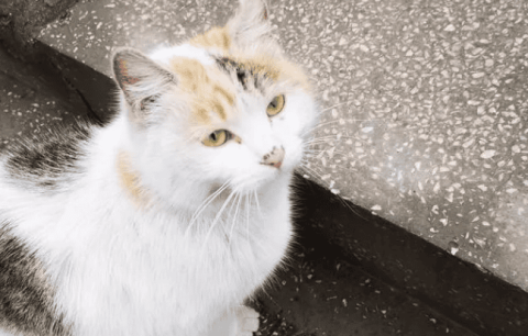 How to scientifically care for stray cats in the community? Here is a guide