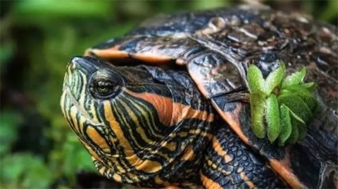 How to make a turtle happy? Just give it food! Revealed: 90% of people don’t know three ways to get turtles to start school!