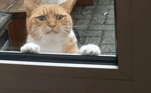 The orange cat committed a crime and was locked out by his owner. His expression lit up! Netizens laughed: It hurts but I really can’t help it