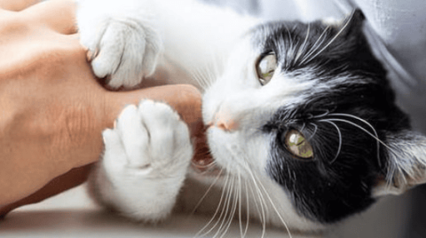 Why do cats like to bite people?