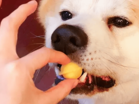 Can dogs eat egg yolks?