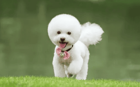 No matter how close you are to your Bichon Frize, don't engage in these 6 behaviors, as it will be very 