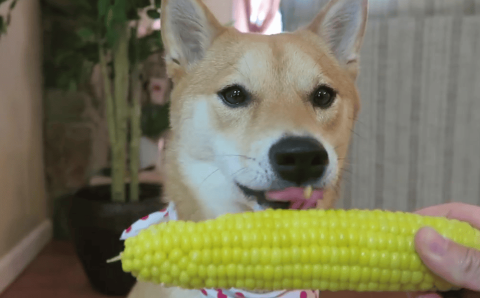 Can dogs eat corn?