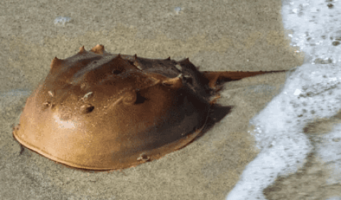 What are the benefits of horseshoe crab blood?