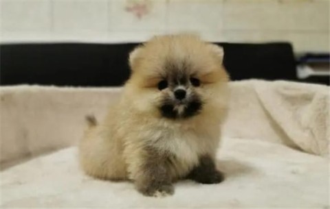 Which one is more expensive, Shunsuke Pomeranian or Pomeranian?