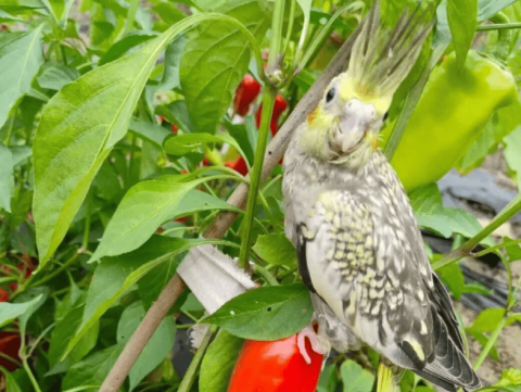 Parrots are fruit and vegetable lovers! But these taboos should be kept in mind