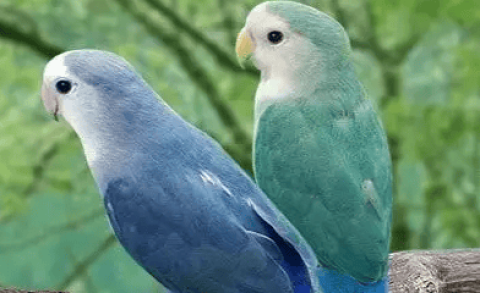 How old do peony parrots live?