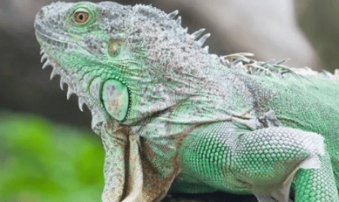 Are green lizards the same as green iguanas?