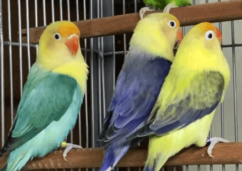 What do peony parrots eat as their staple food?