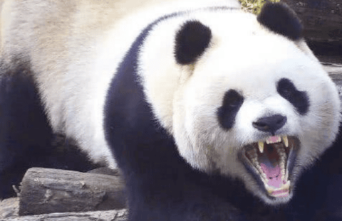 Can giant pandas defeat tigers? The most ferocious side of the panda, with strong bite force and seamless alveolar connection