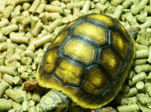 Five types of tortoises that are 