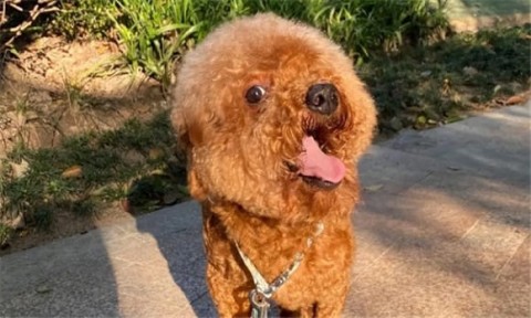 A dog with big ears like Teddy