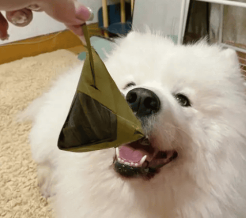 Can dogs eat zongzi?