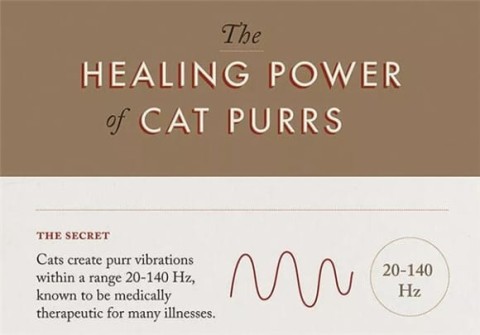 Could a cat's purring help heal broken bones and muscle damage? Expert: Yes!