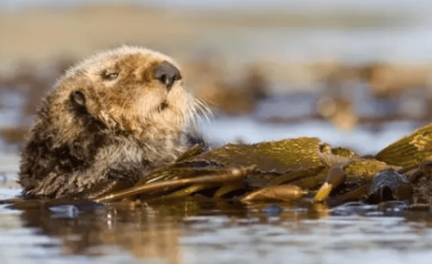 Sea Otter: We love rubbing our hands together not just to be cute