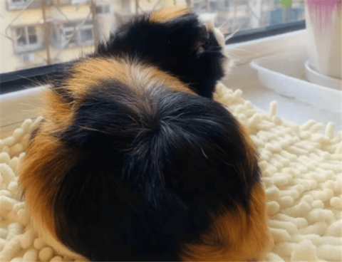 First aid method for foreign objects stuck in guinea pig’s food