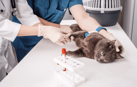 Can antibody testing really reflect a cat’s true immunity after vaccination?