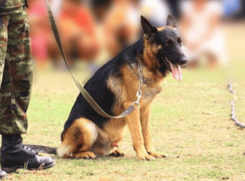 Where is the military dog ​​buried when it dies?