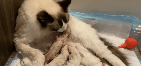 How many babies do cats give birth to?