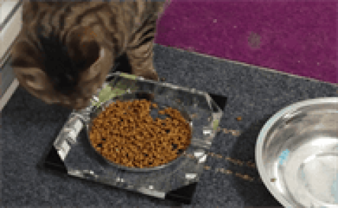 How many times does a cat eat cat food a day?