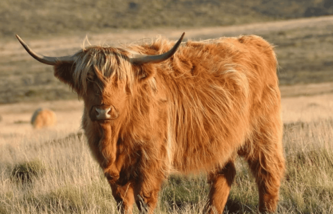 Today’s popular science: The living habits of bison