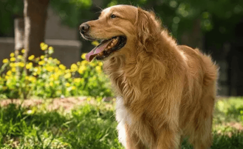 How much weight can a golden retriever grow? How many years can you live? Understand golden retrievers in one article!