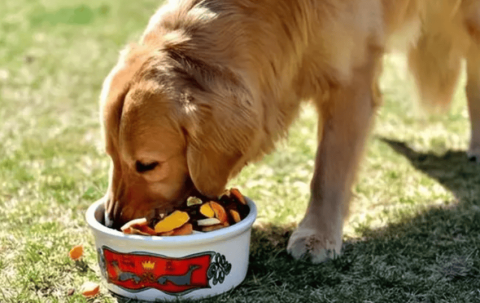 Can dogs eat loquats?