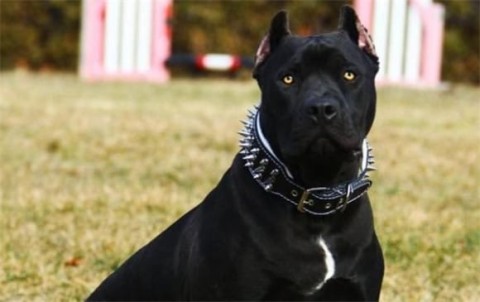 Are American Black Panther Dogs Real?