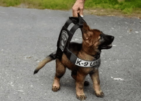 Police dog adoption conditions and fees