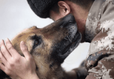 What breed of dog is the military dog?