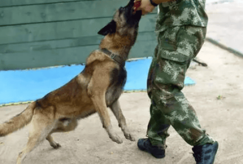 How to become a search and rescue dog handler