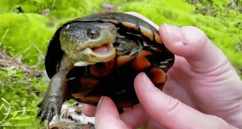 How big can an Eastern Mud Turtle get? How to raise an Oriental mud turtle to look good