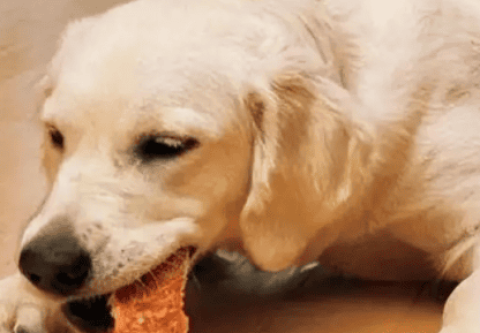 Can dogs eat cat food?